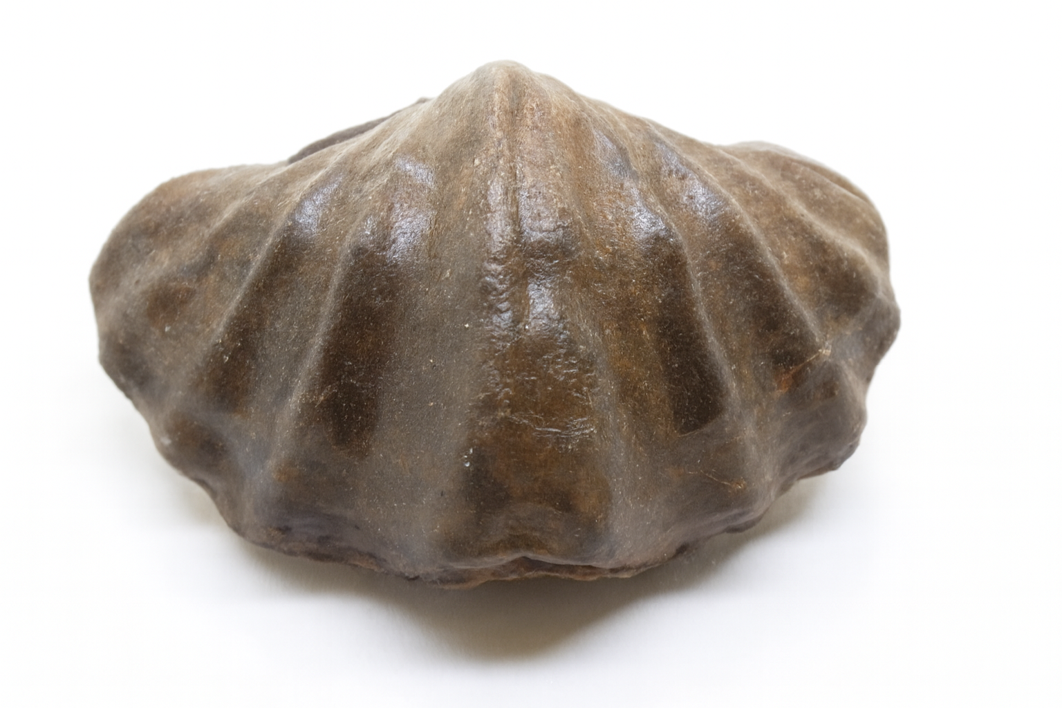Brachiopods.
