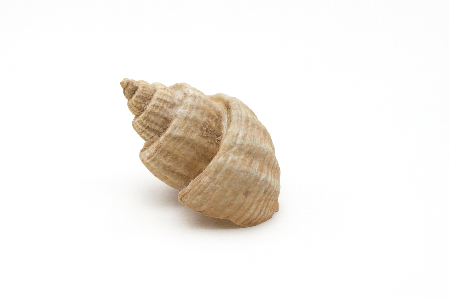 Tylospira pagodiformis