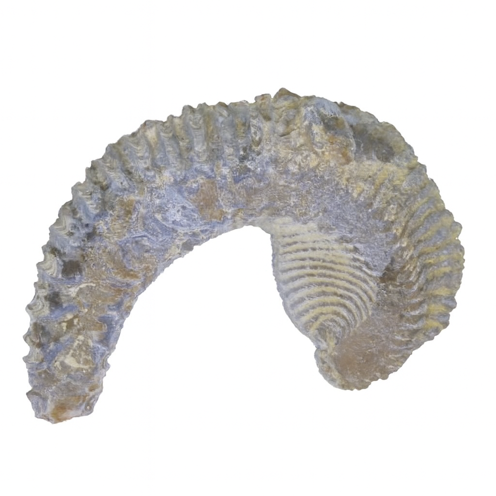 Alectryona carinata.