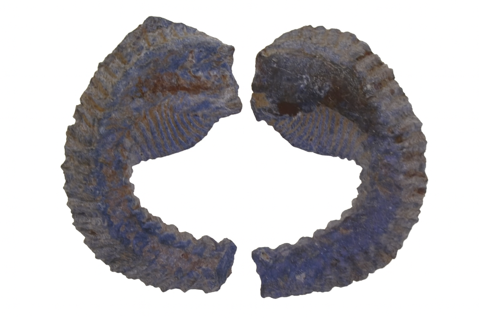 Alectryona carinata.