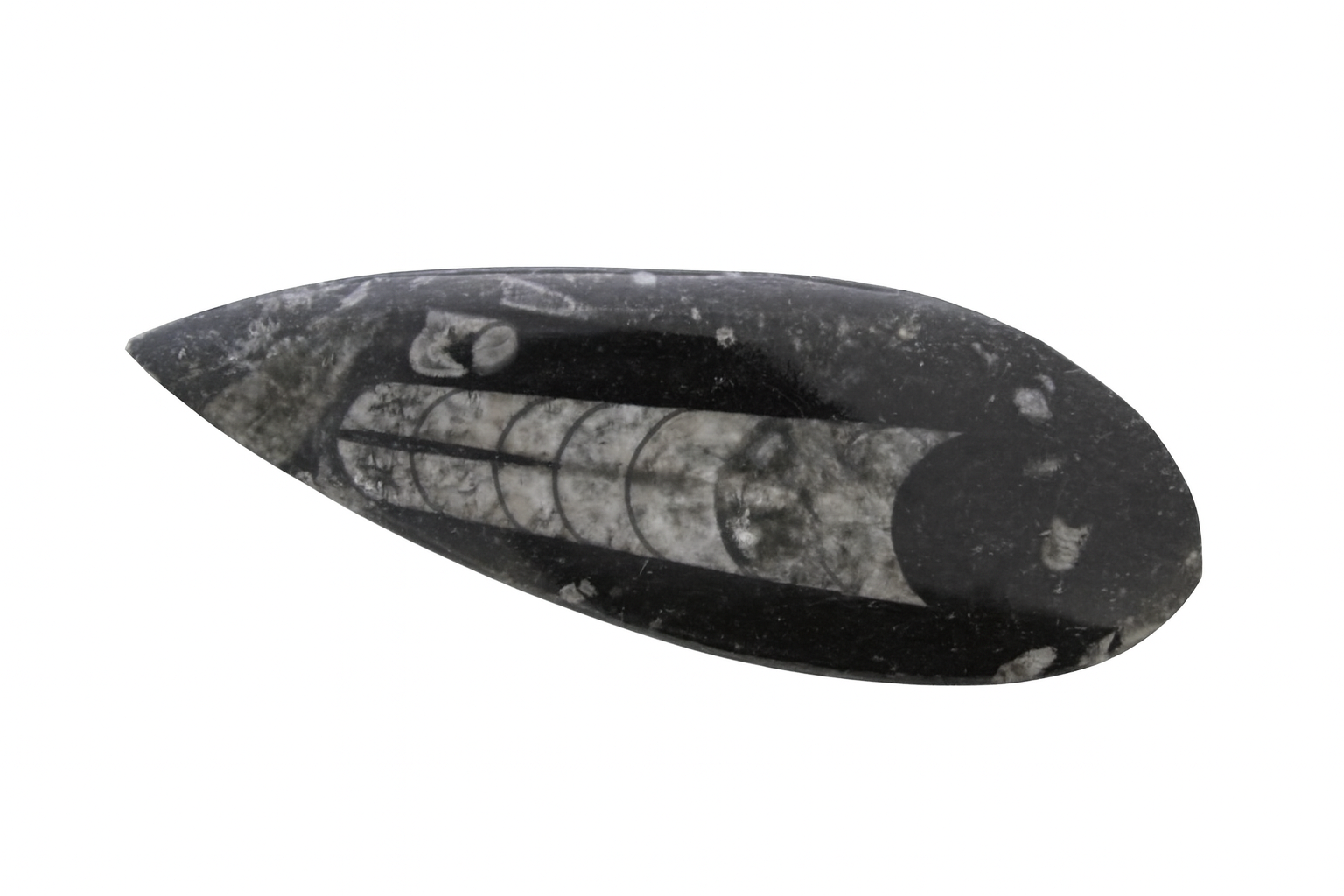  Polished Orthoceras.