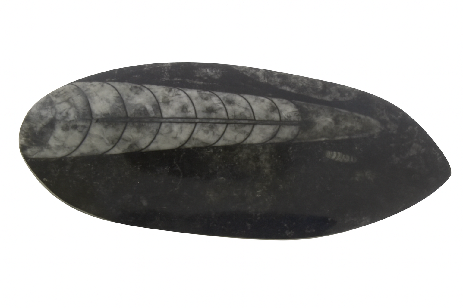  Polished Orthoceras.