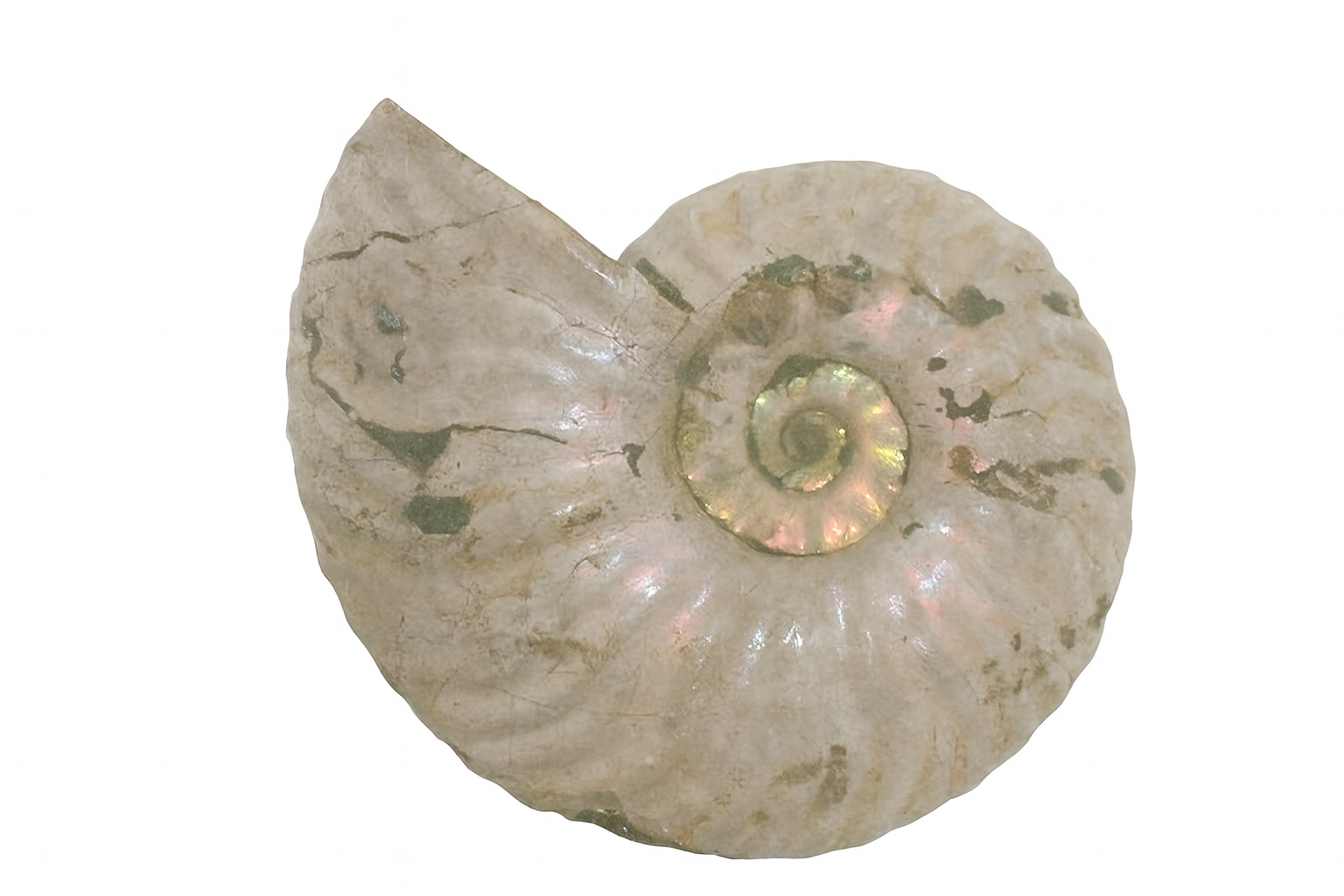 Iridescent Cleoniceras