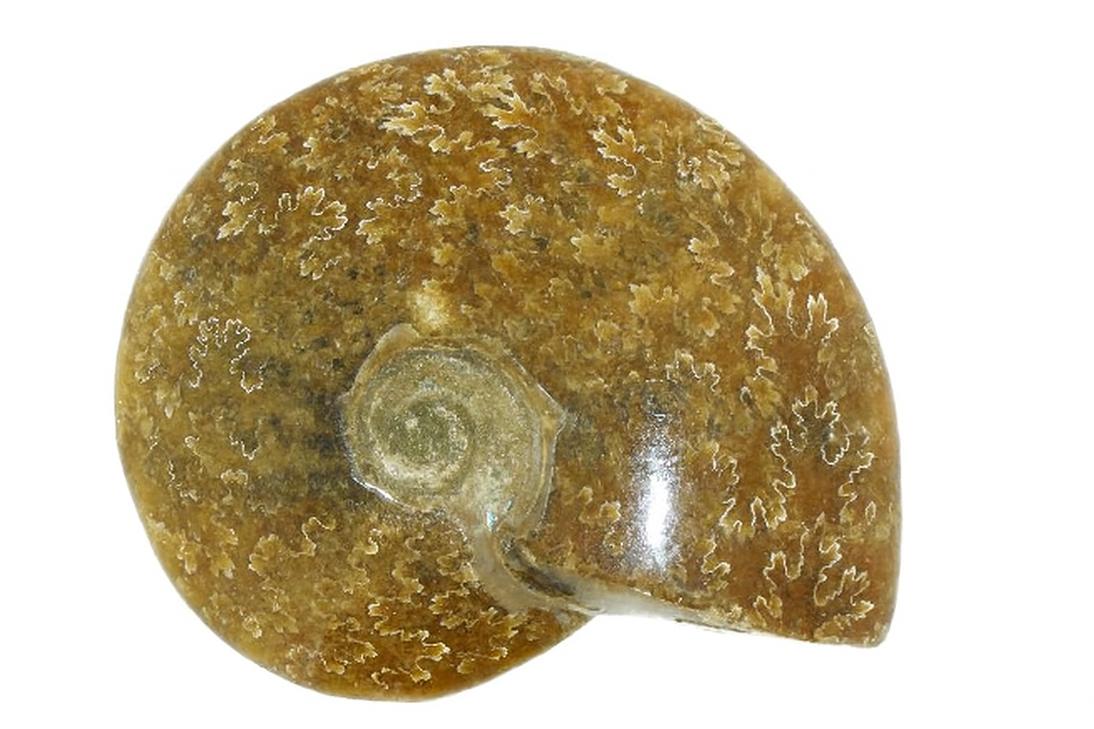 Cleoniceras.