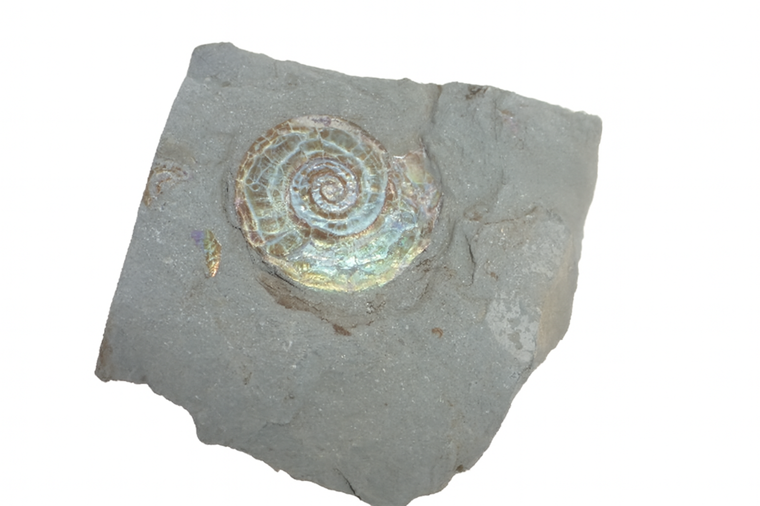 Psiloceras