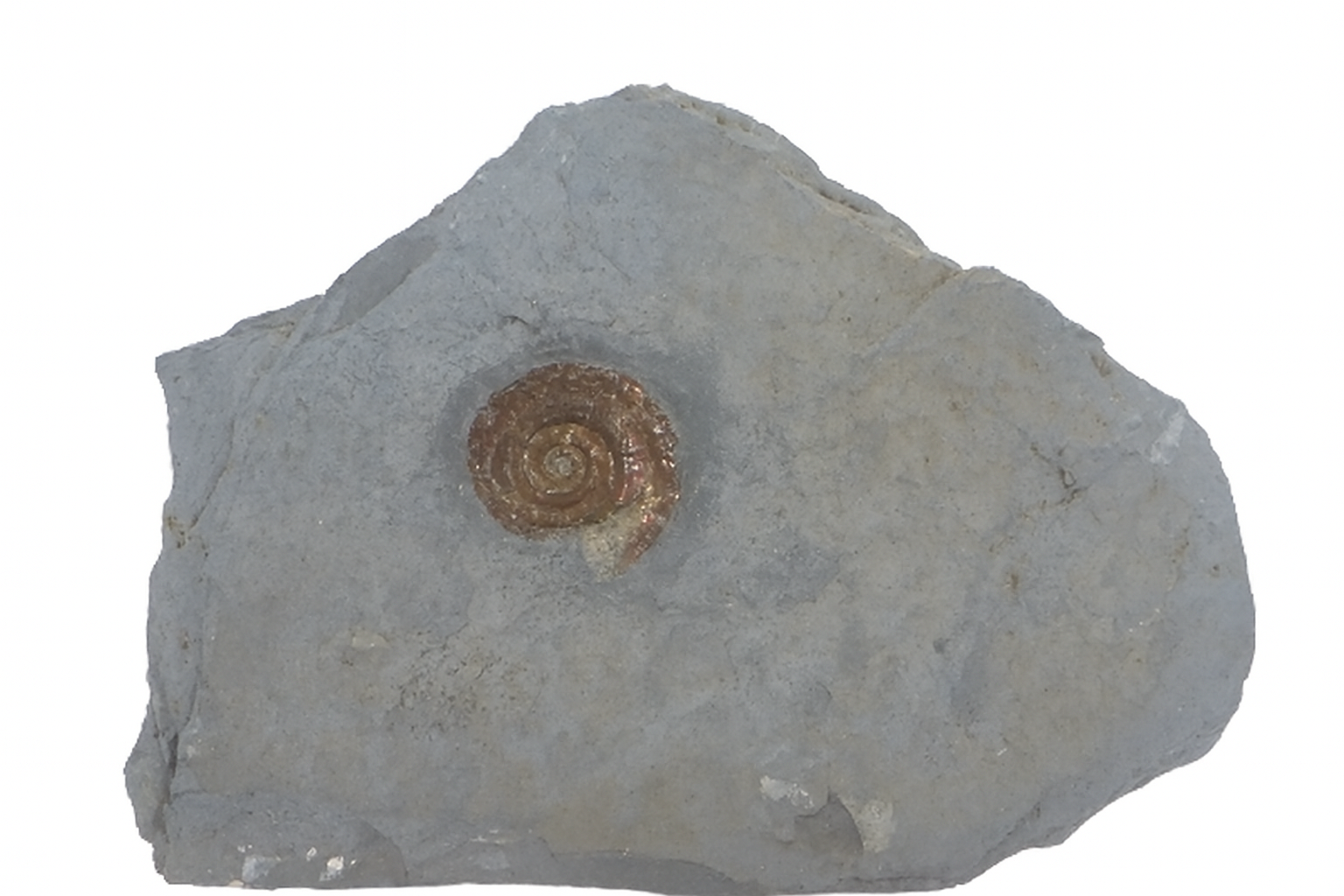 Psiloceras Planorbis.
