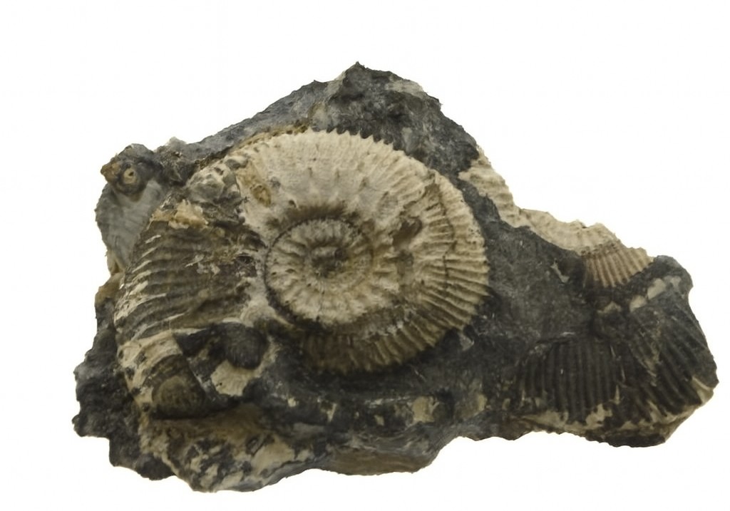 Kosmoceras jason.