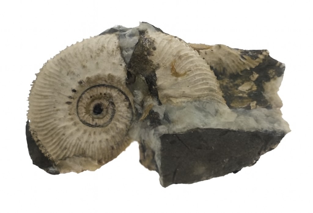 Kosmoceras jason.