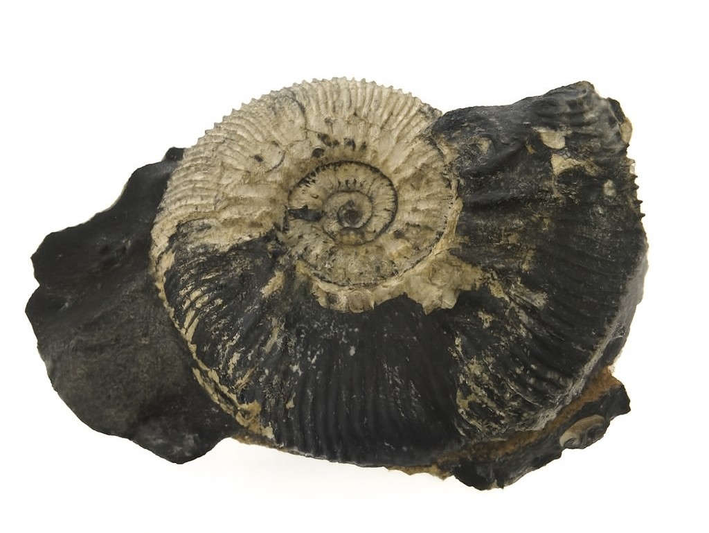 Kosmoceras jason.