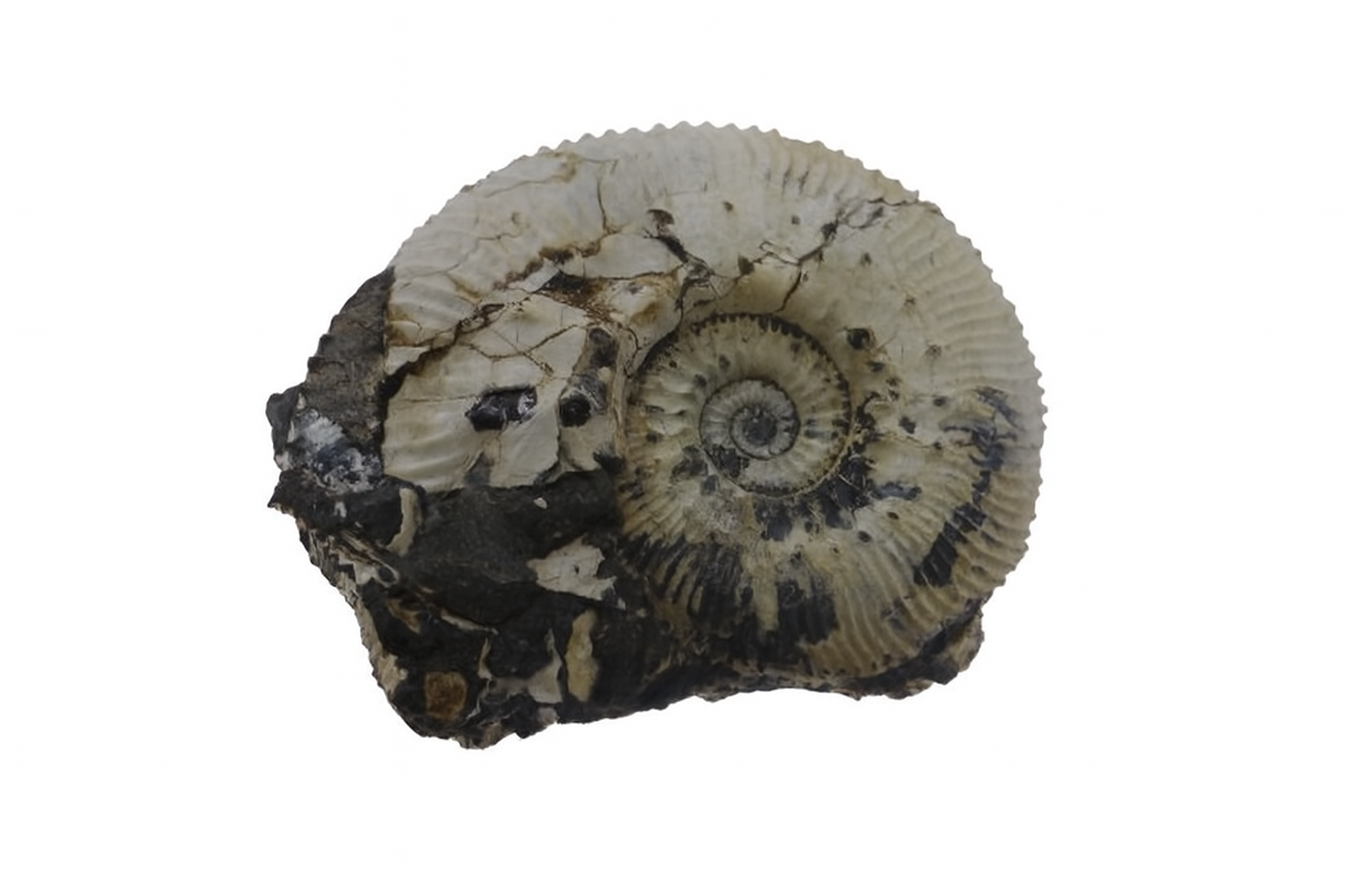 Kosmoceras jason.