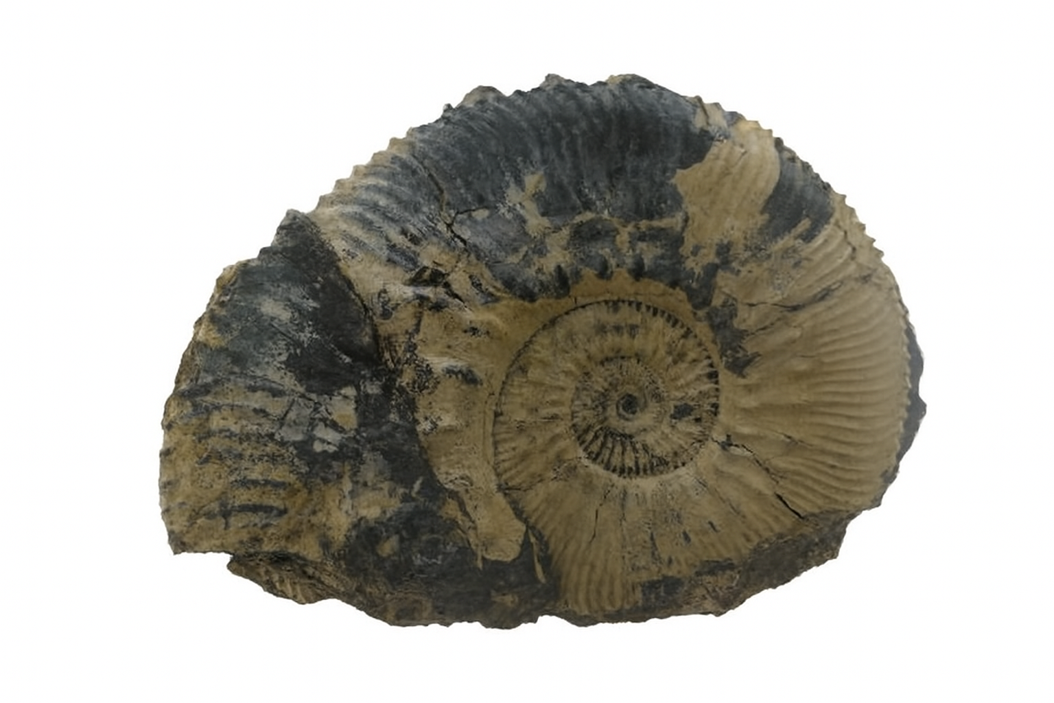 Kosmoceras jason.