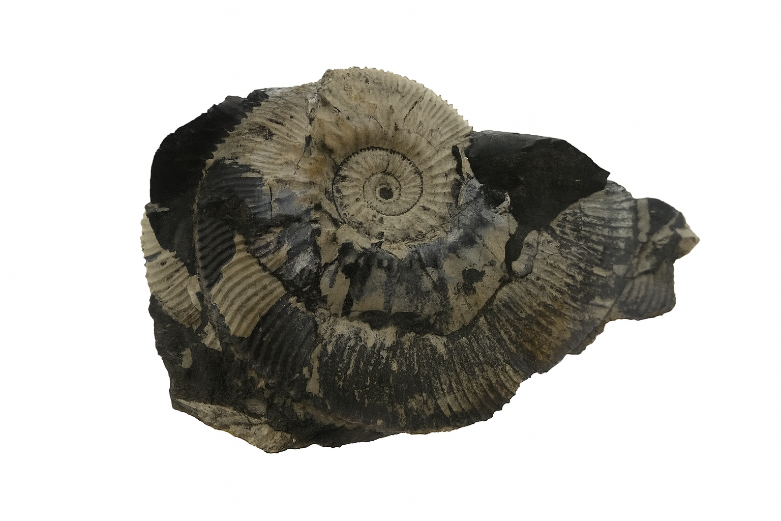 Kosmoceras jason