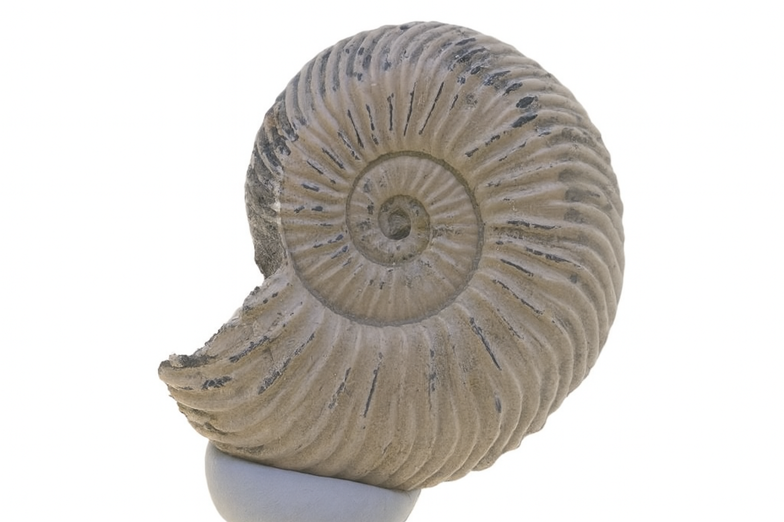 Kosmoceras jason.