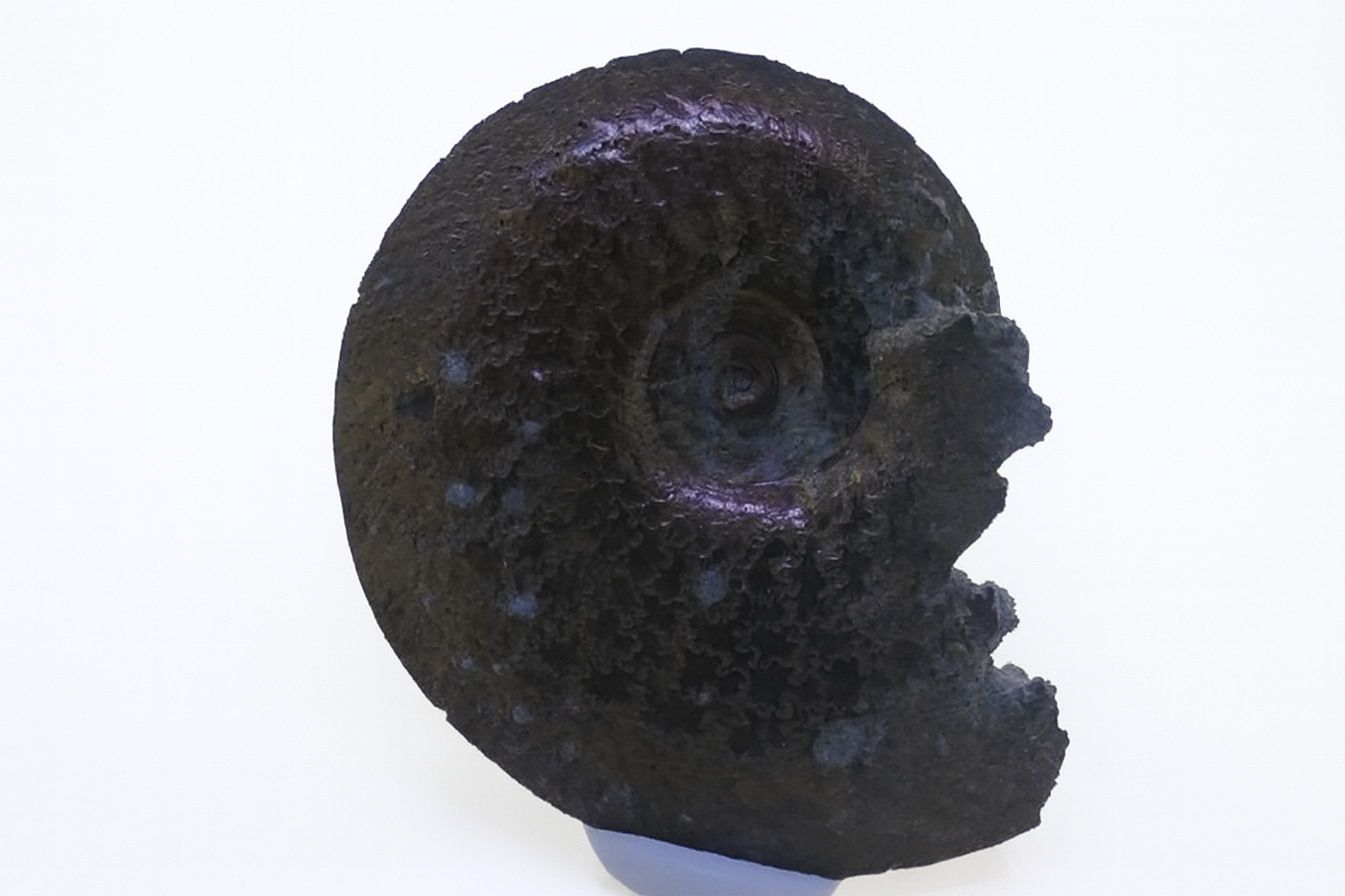 Oxynoticeras