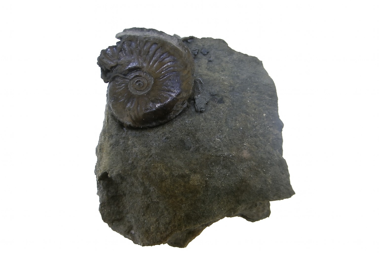 Oxynoticeras oxynotum.