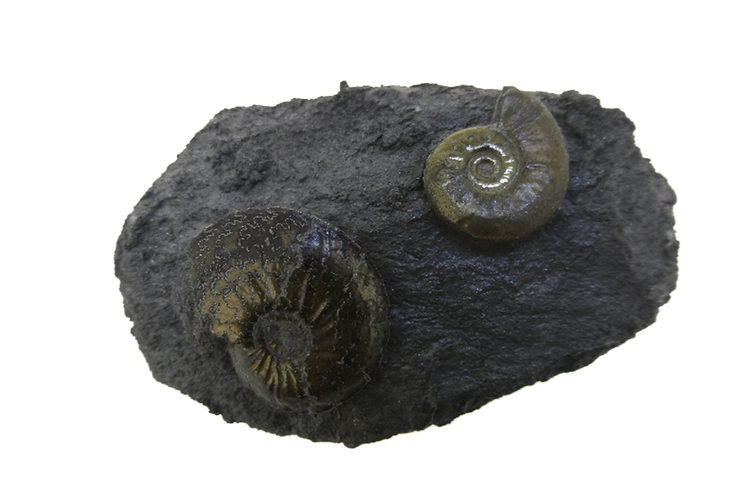 Oxynoticeras oxynotum.