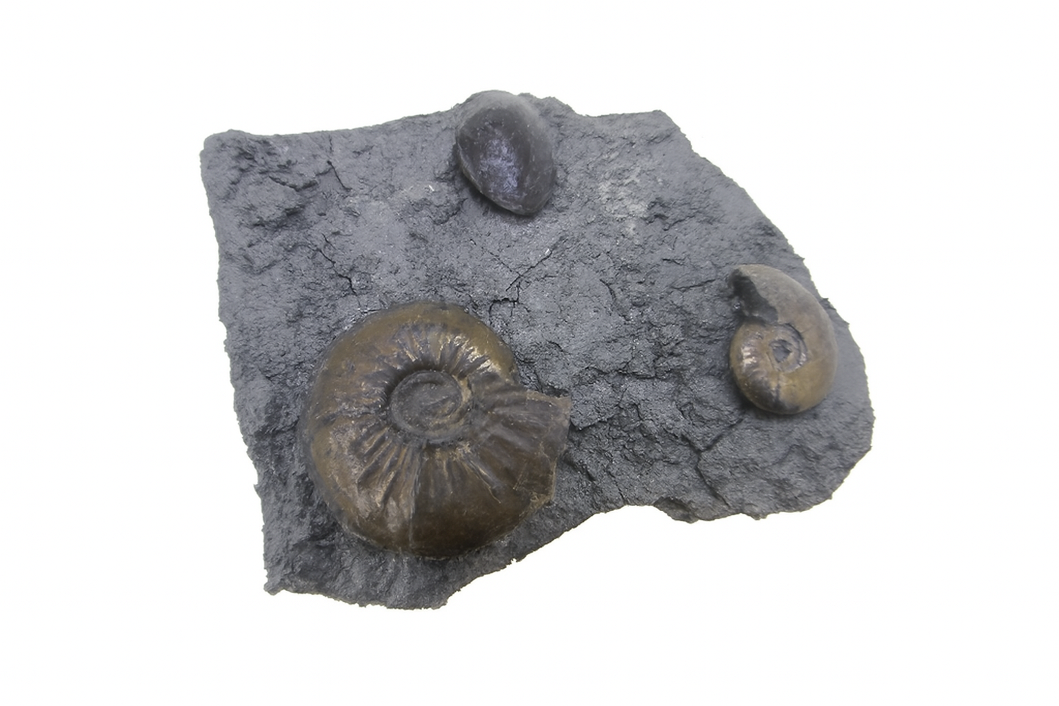 Oxynoticeras oxynotum.