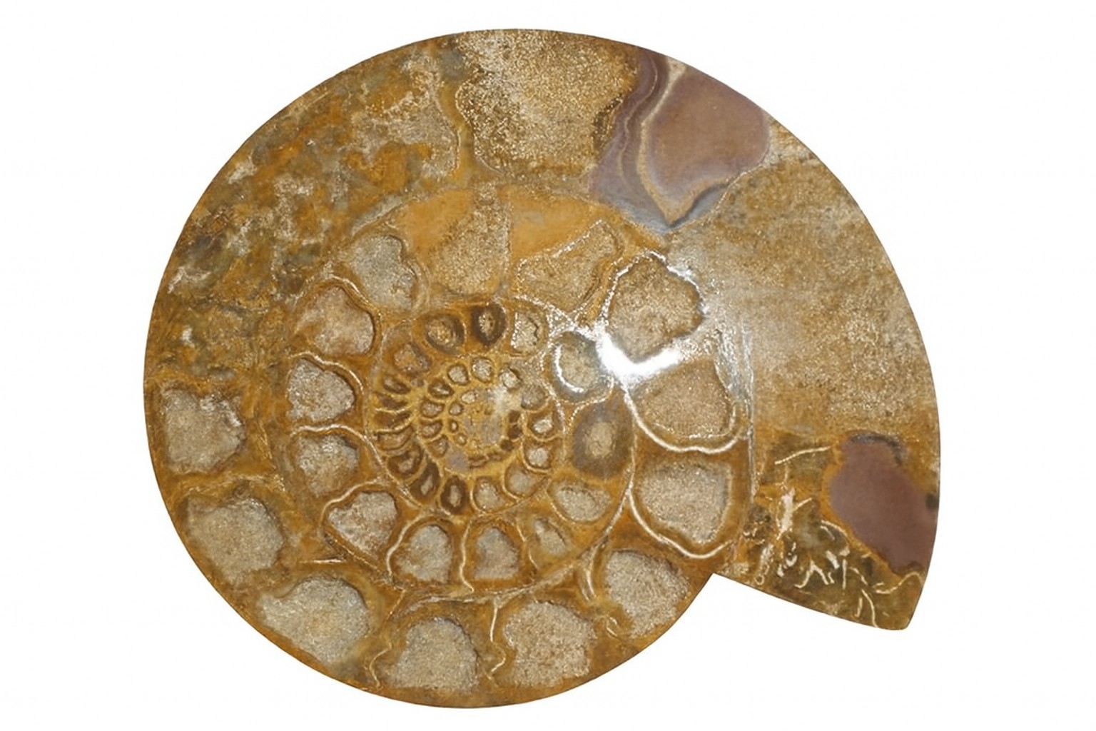 Half Perisphinctes