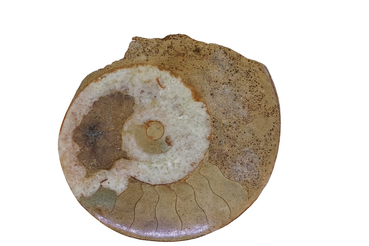 Brasilia similis.