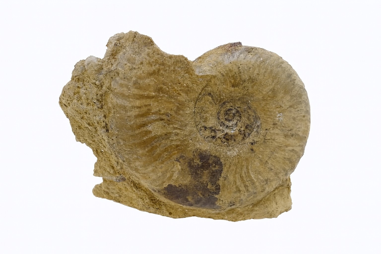Other ammonites