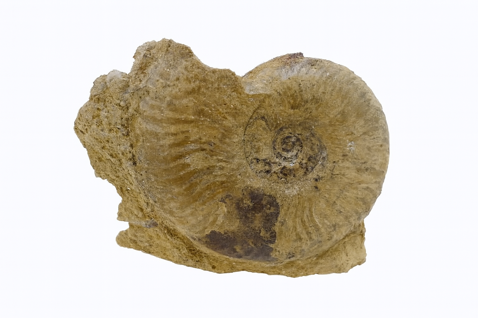 Other ammonites
