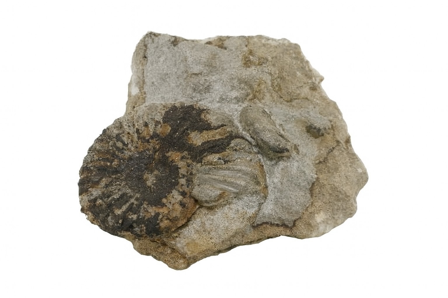 Pleuroceras solare.