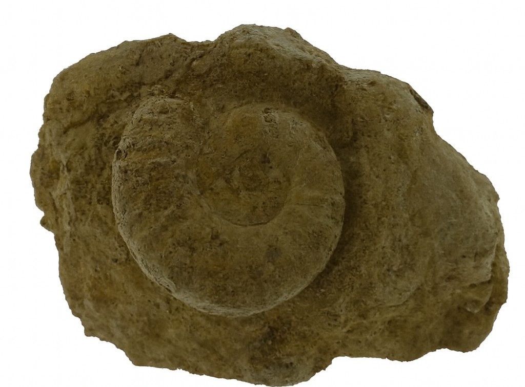 Pseudogrammoceras fallicosum.
