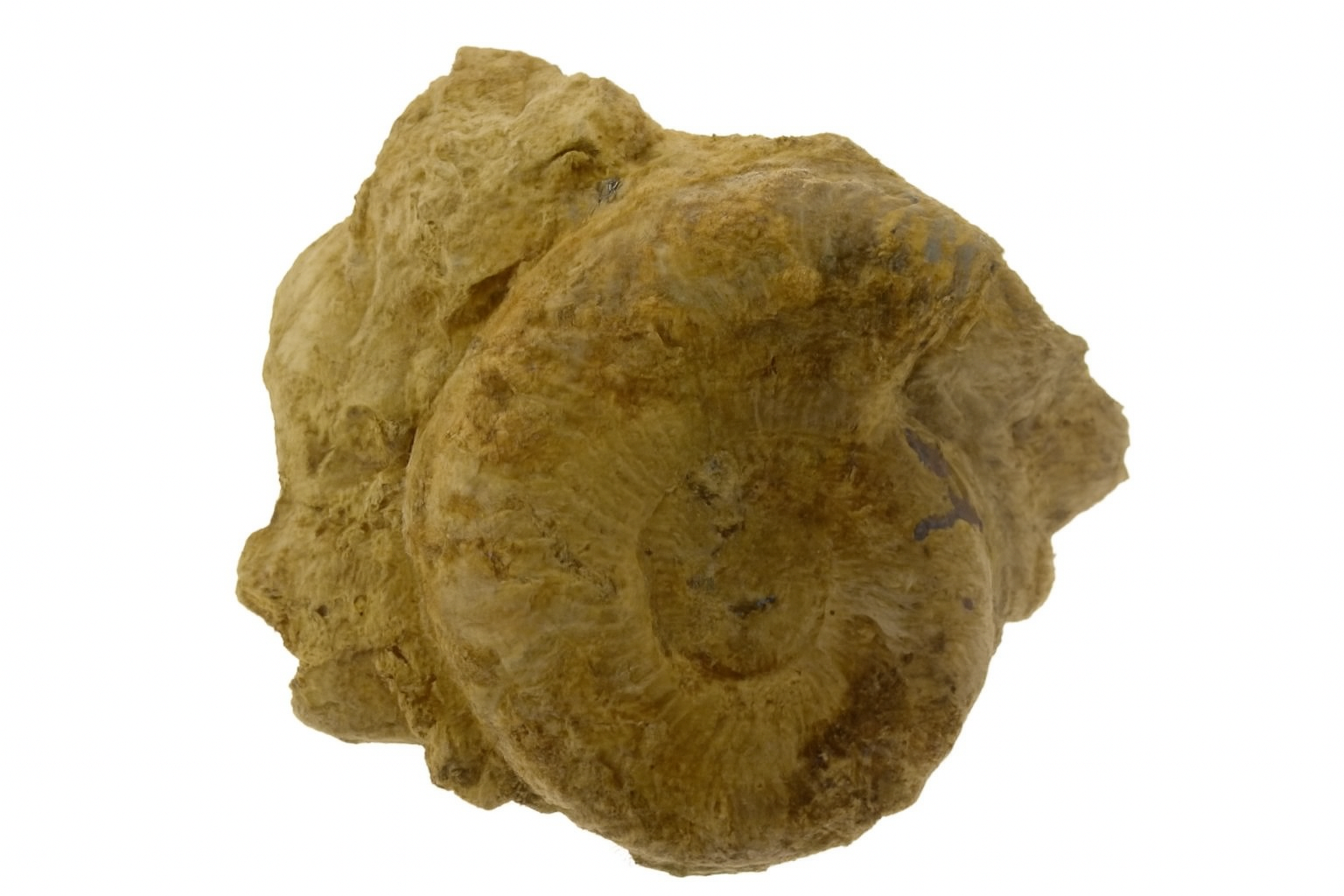 Pseudogrammoceras fallicosum.