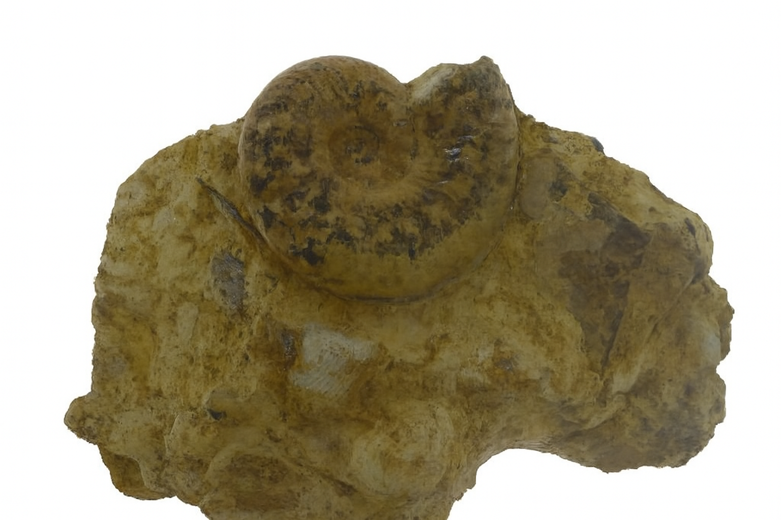 Pseudogrammoceras fallicosum.