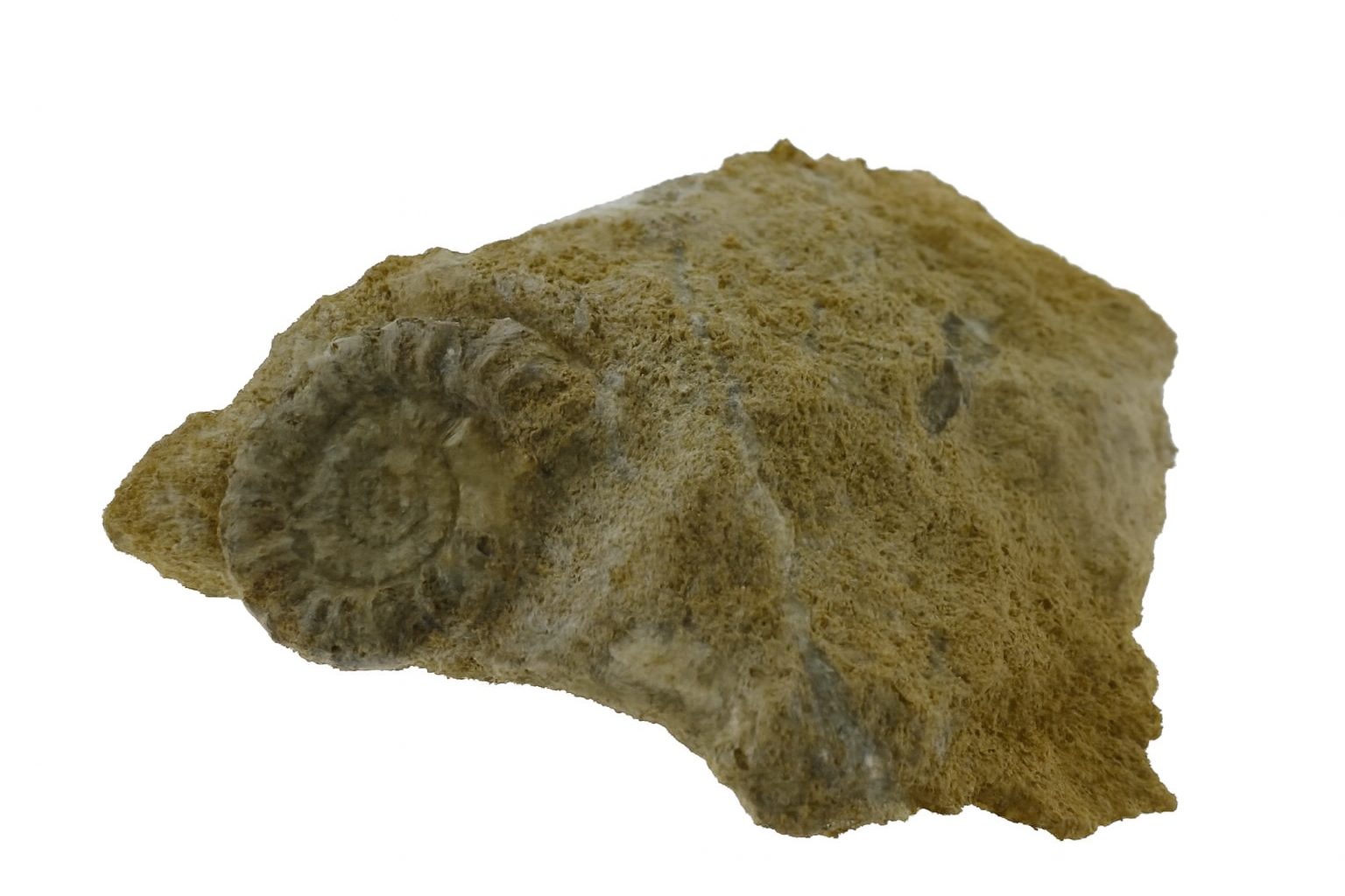 Platypleuroceras brevispina.