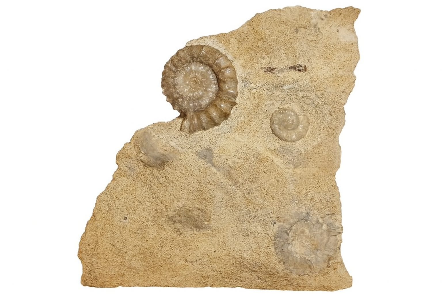 Platypleuroceras brevispina.
