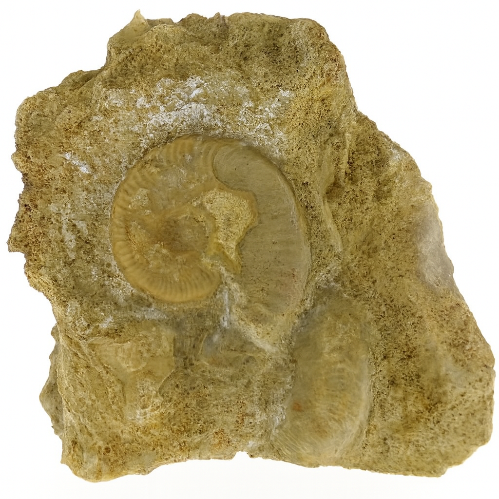 Leioceras opalinum.