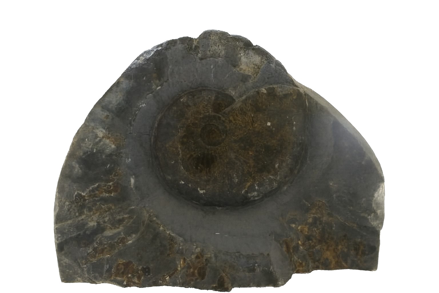 Other Yorkshire Ammonites