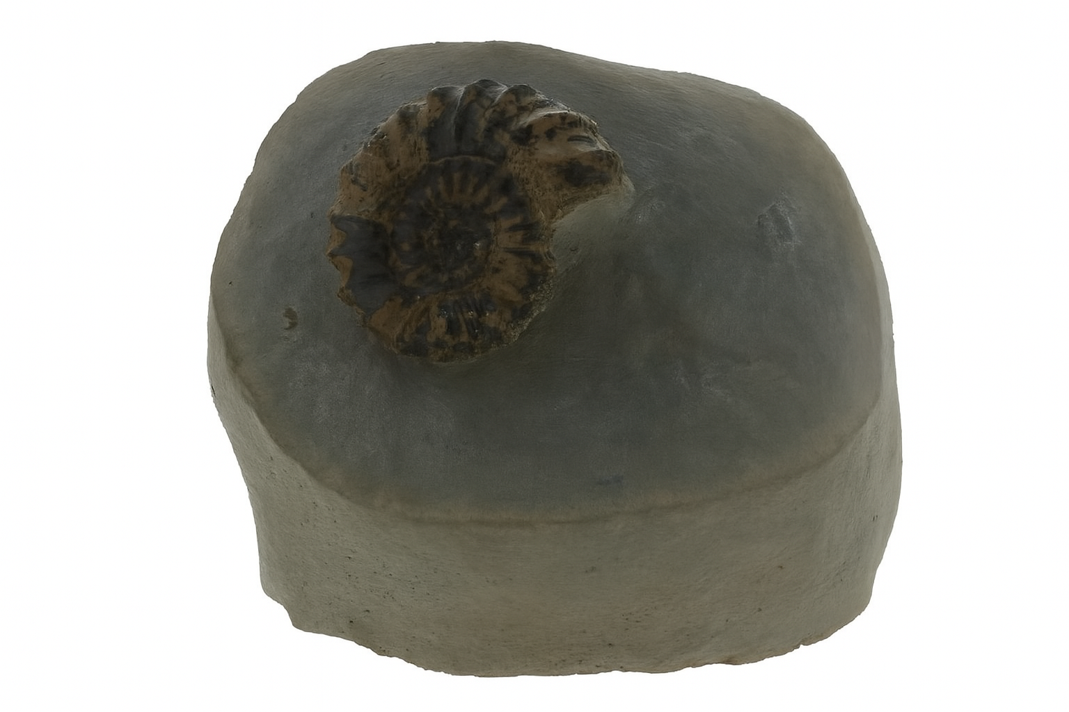 Oistoceras figulinam.