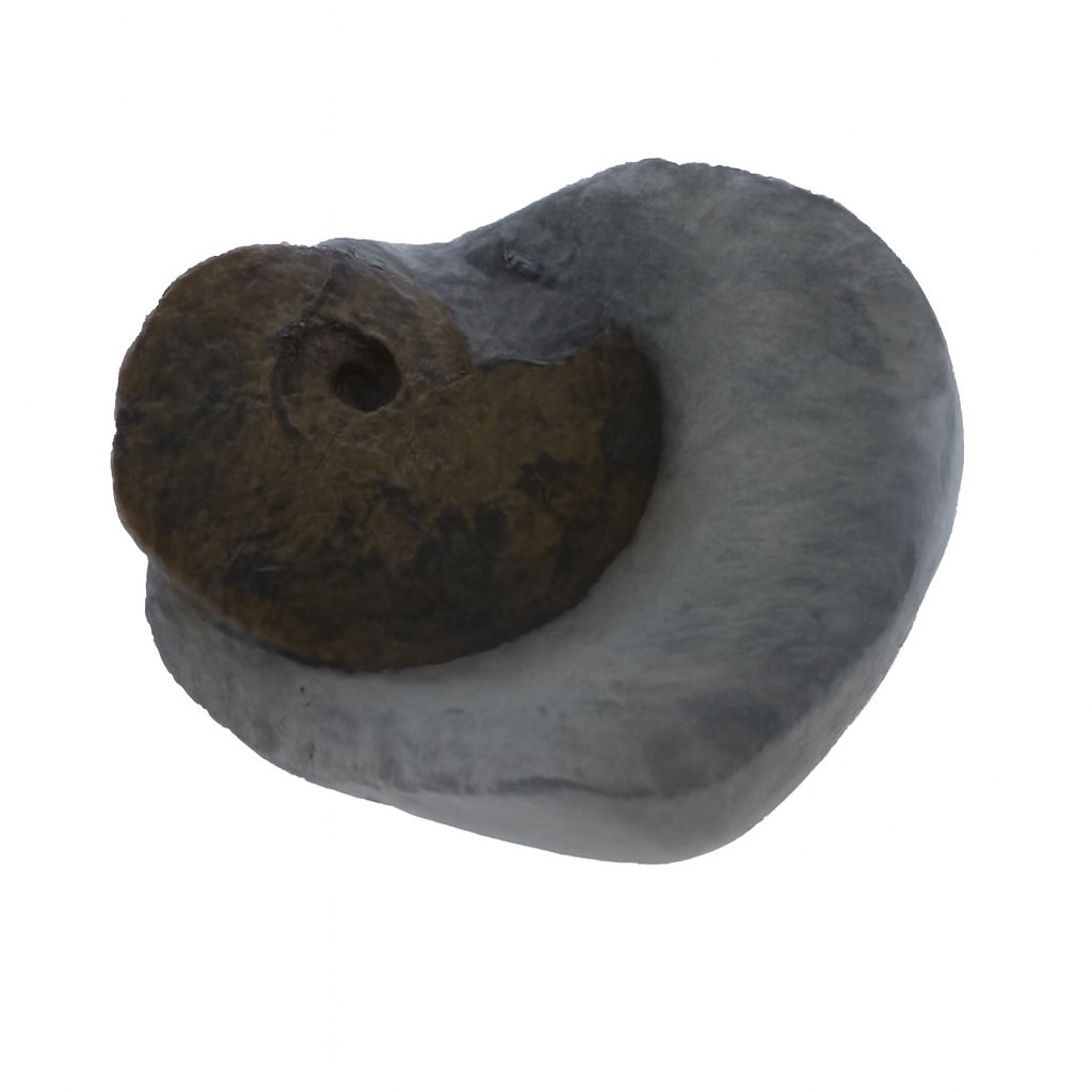 Tragophylloceras loscombi.