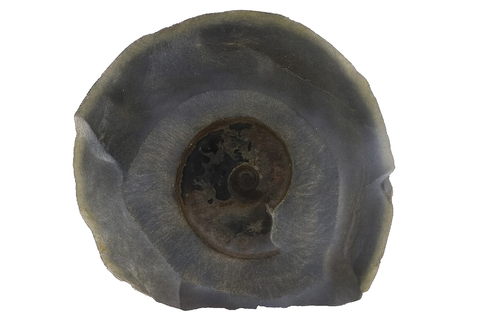 Eliganticeras eligantulum