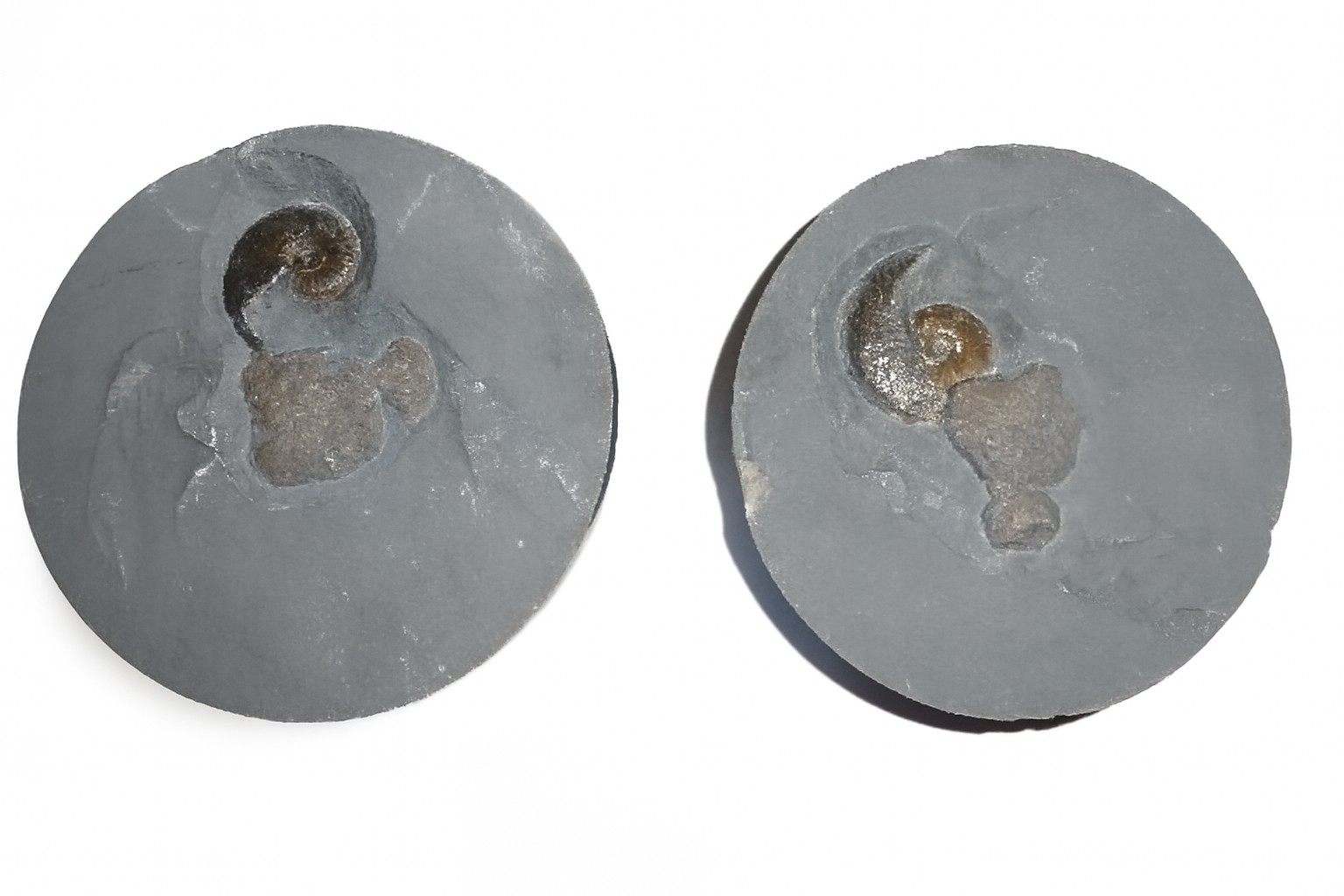 Eliganticeras eligantulum