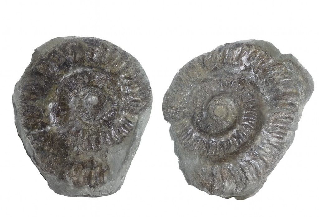 Hildoceras lusitanicum