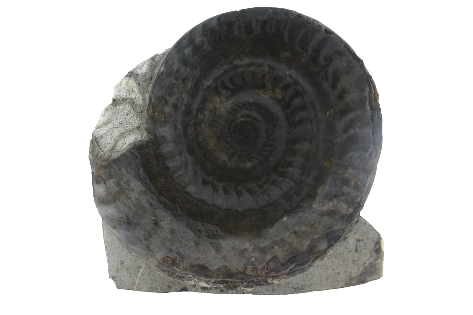 Hildoceras