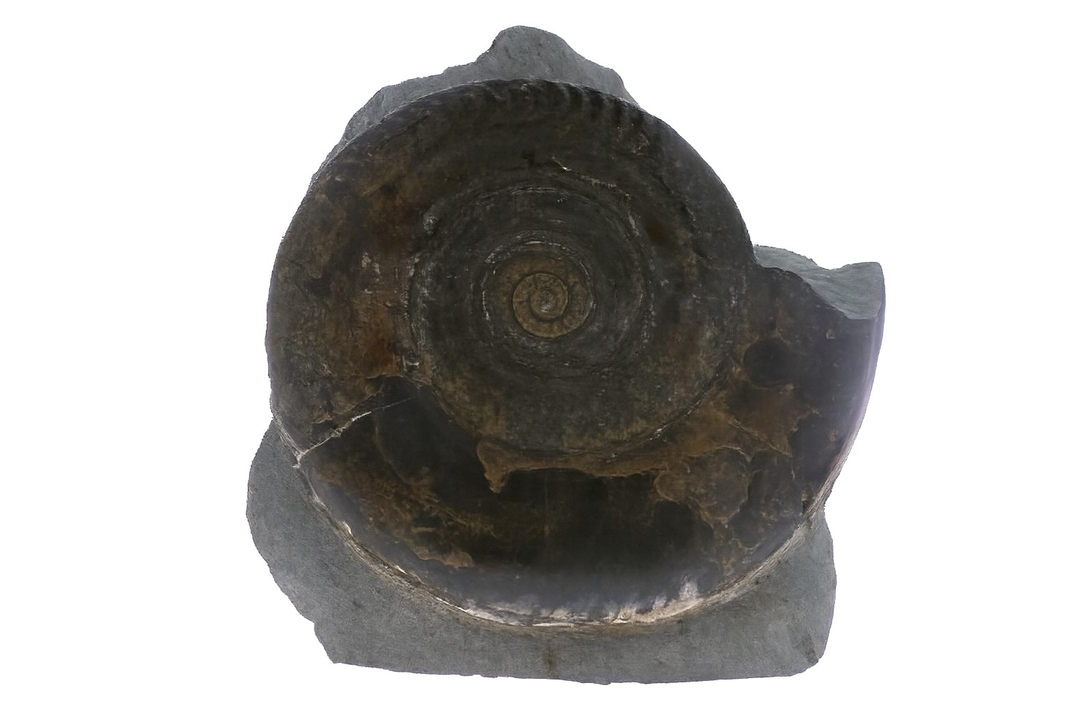 Hildoceras bifrons