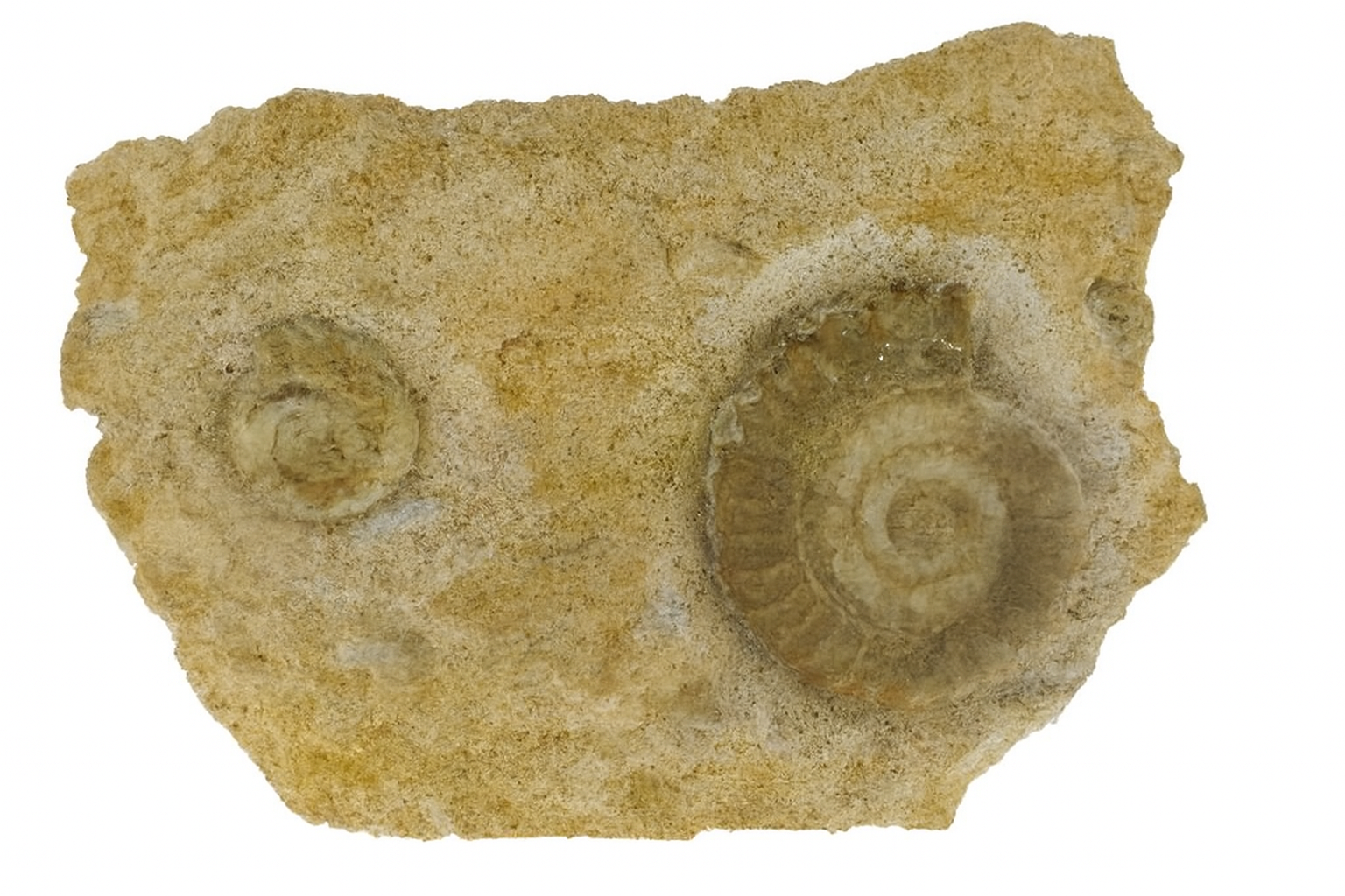 Platypleuroceras brevispina.