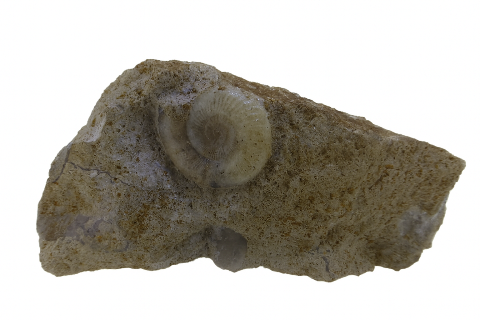 Polymorphites lineatus.