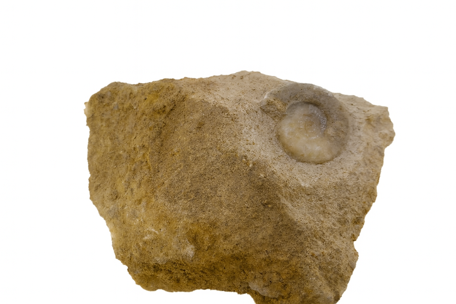 Polymorphites lineatus.
