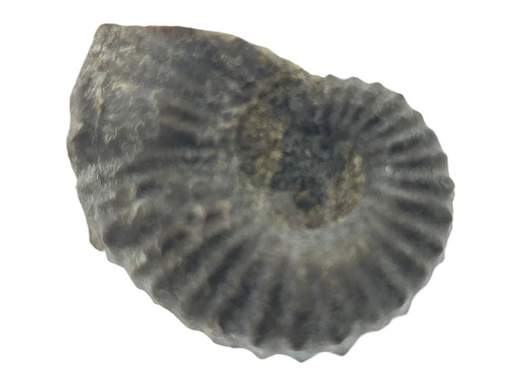 Australiceras.
