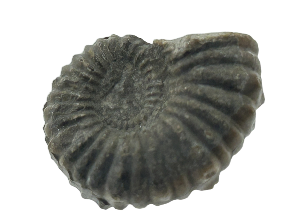 Australiceras.