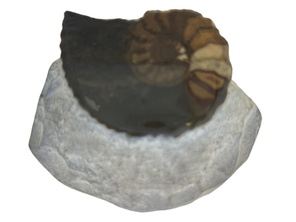 Australiceras.