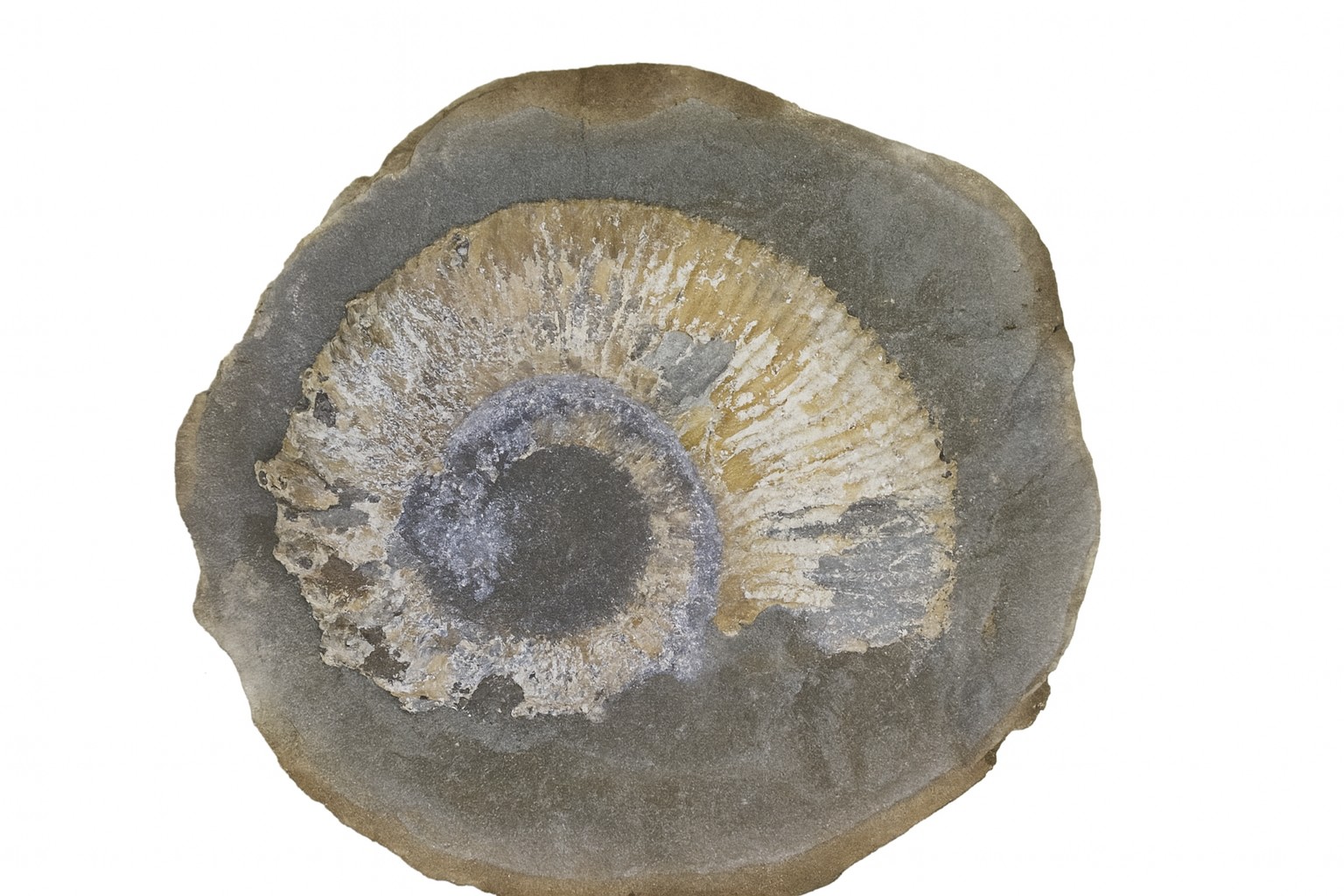 Australiceras jackii.