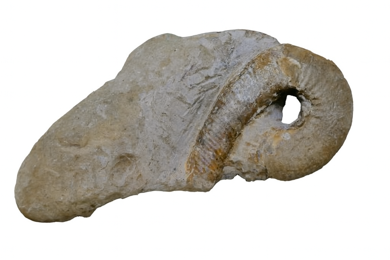 Labeceras