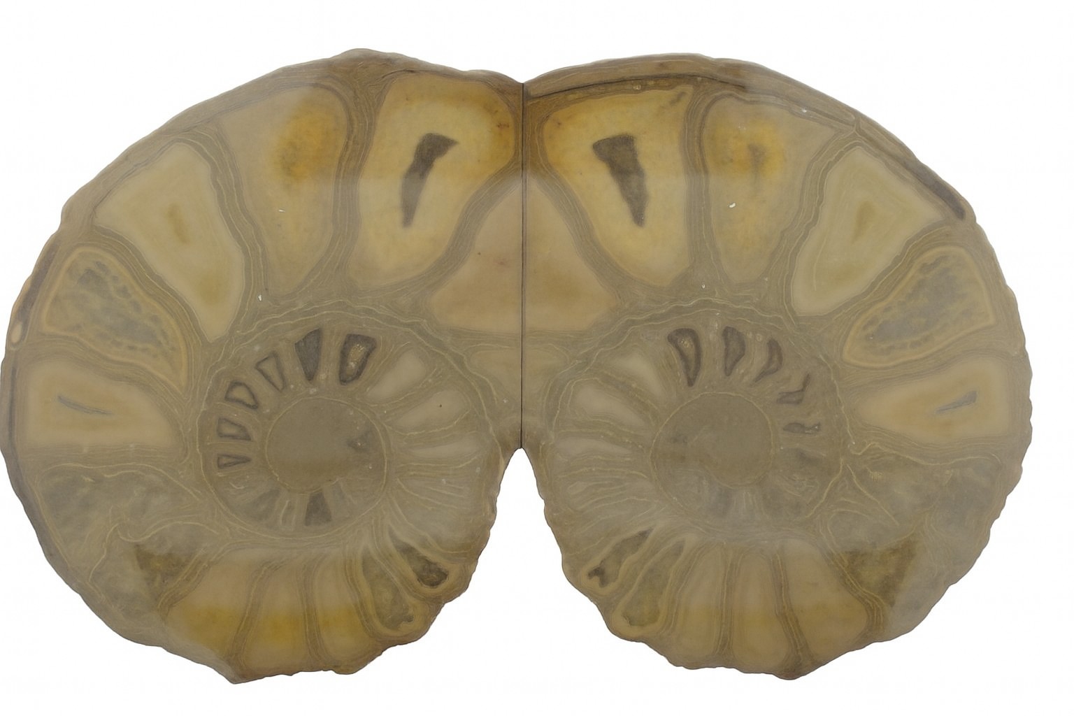 Australiceras.