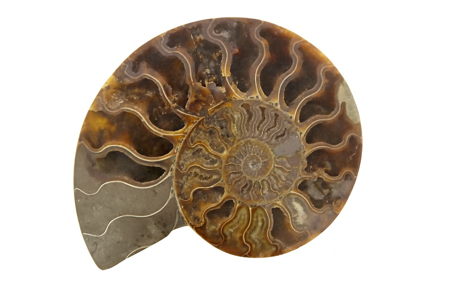 Half Cleoniceras